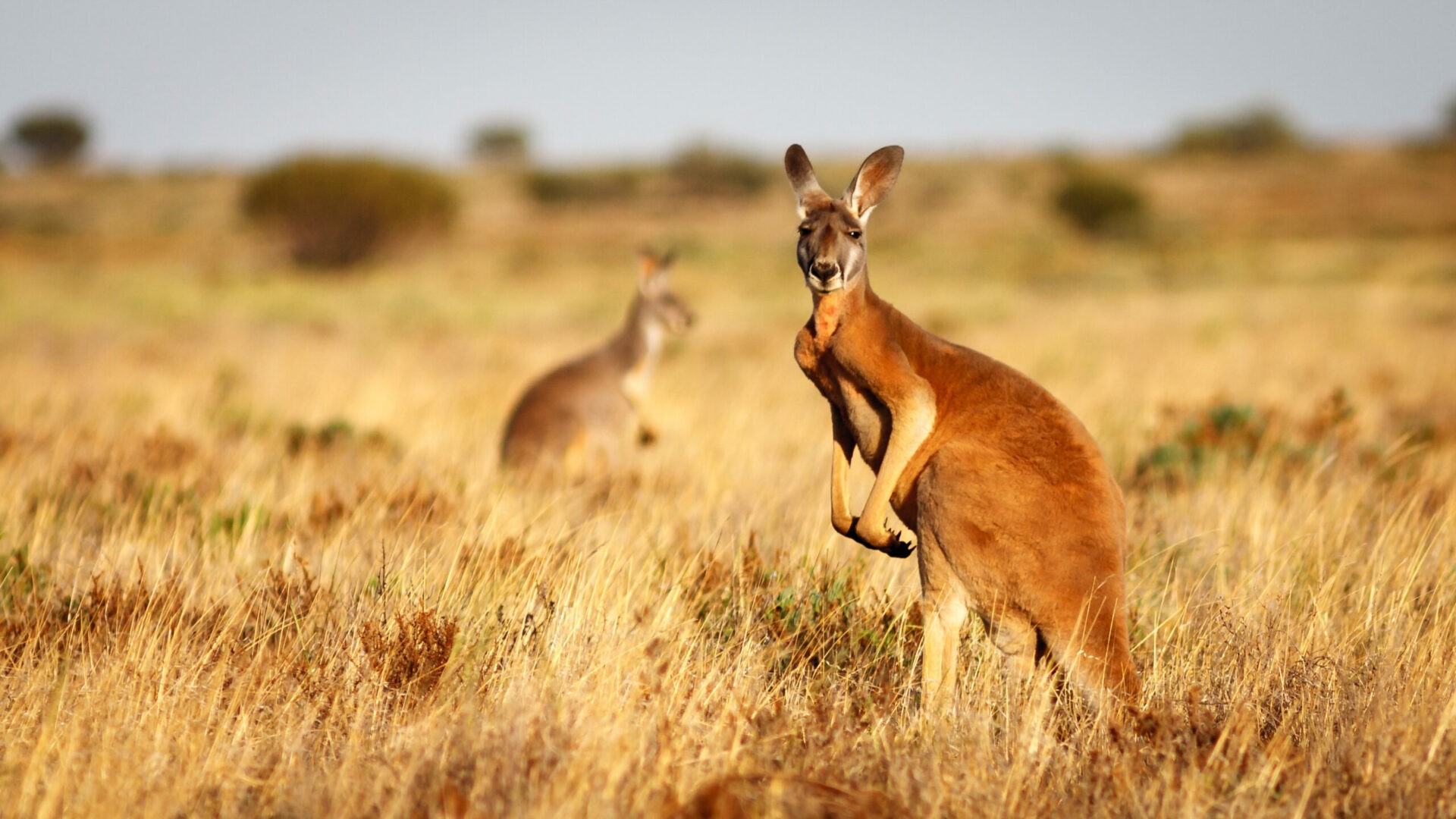 Partir étudier en Australie