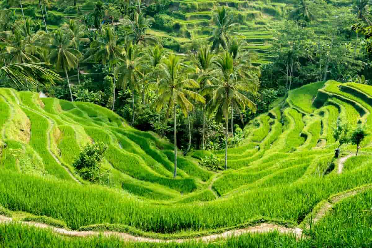 Colonie de vacances à Bali : traditions et sauvegarde des tortues - 13/17 ans