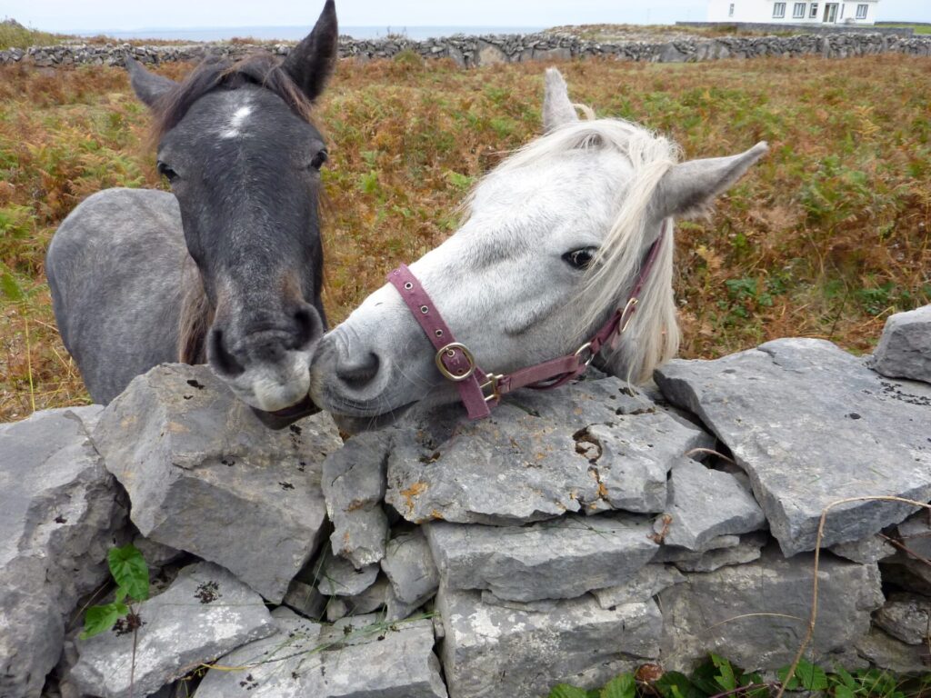 Irlande Deux chevaux, l'un gris foncé et l'autre blanc avec un licol rose, se tiennent près d'un muret en pierre dans une campagne verdoyante. Ils semblent curieux et affectueux, la tête penchée par-dessus les pierres. (22)