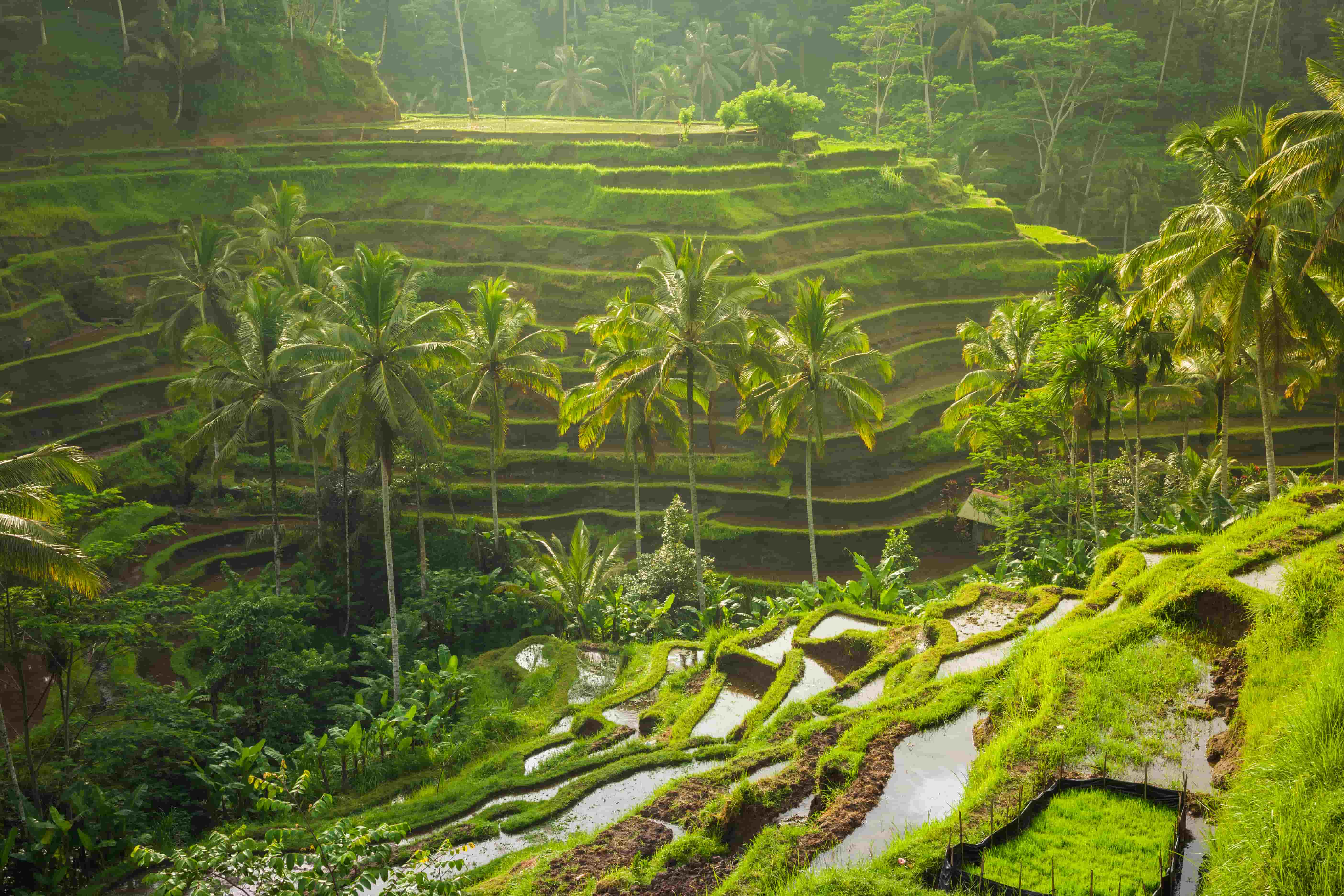 Colonie de vacances à Bali : traditions et sauvegarde des tortues - 18/25 ans