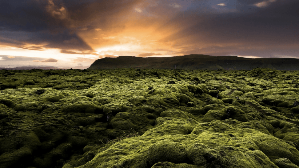 La mousse recouvre les anciennes coulées de lave islandaises.