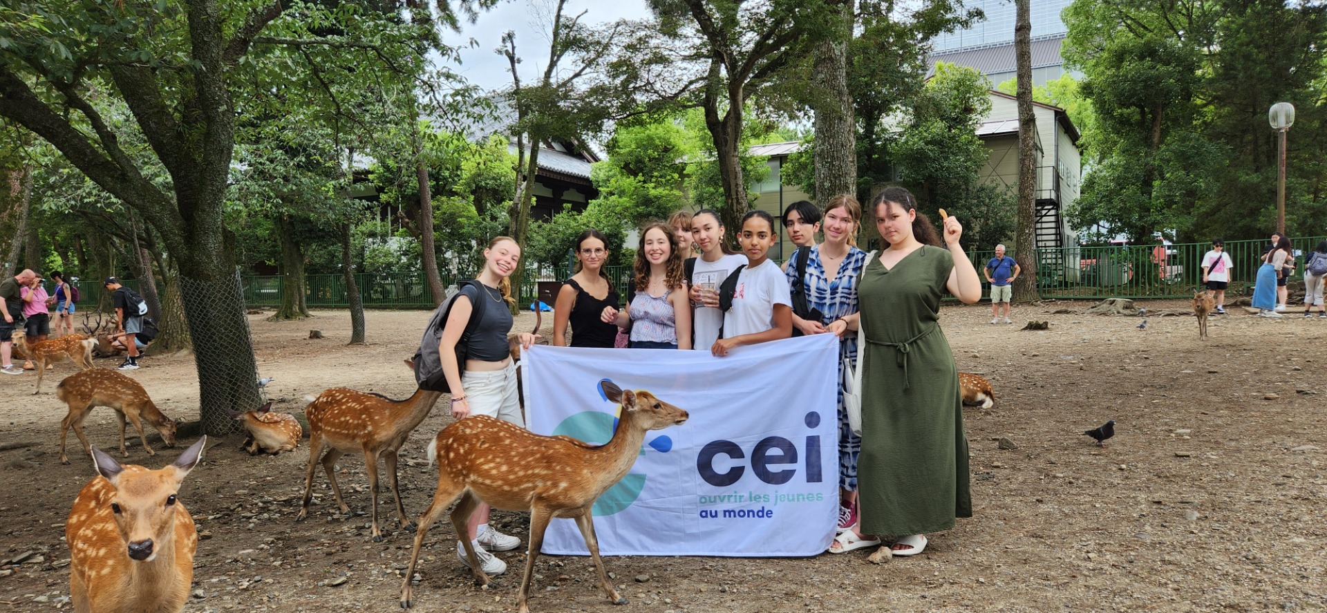 Colonie de vacances au Japon – Nara et ses daims