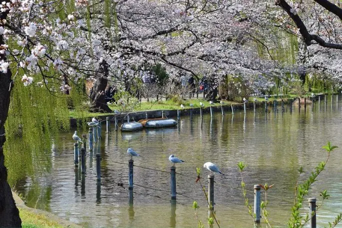 parc, ueno, colonie, vacances, tokyo