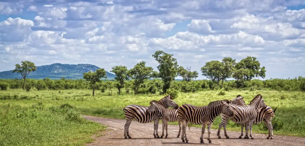zebrre, afrique