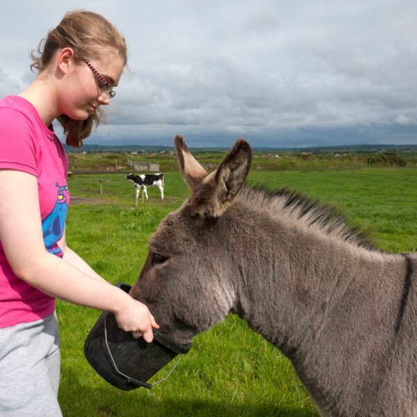 Une jeune fille portant un t-shirt rose et des lunettes nourrit un âne avec un seau noir dans une prairie verdoyante, avec une vache en arrière-plan.
