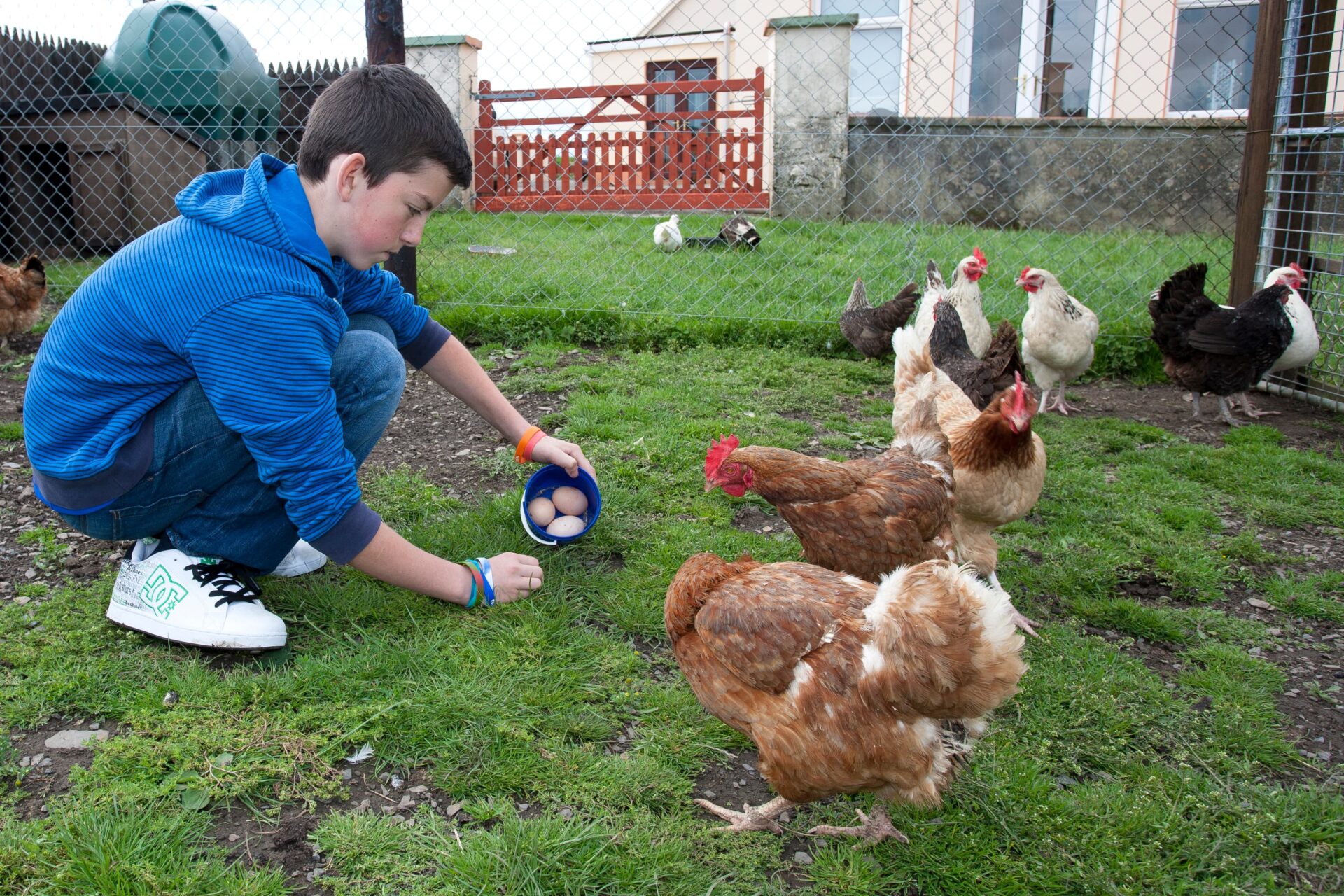 Un garçon vêtu d’un sweat à capuche bleu et de baskets blanches cueille des œufs dans un petit seau bleu, accroupi au milieu d’un poulailler entouré de poules rousses et blanches.