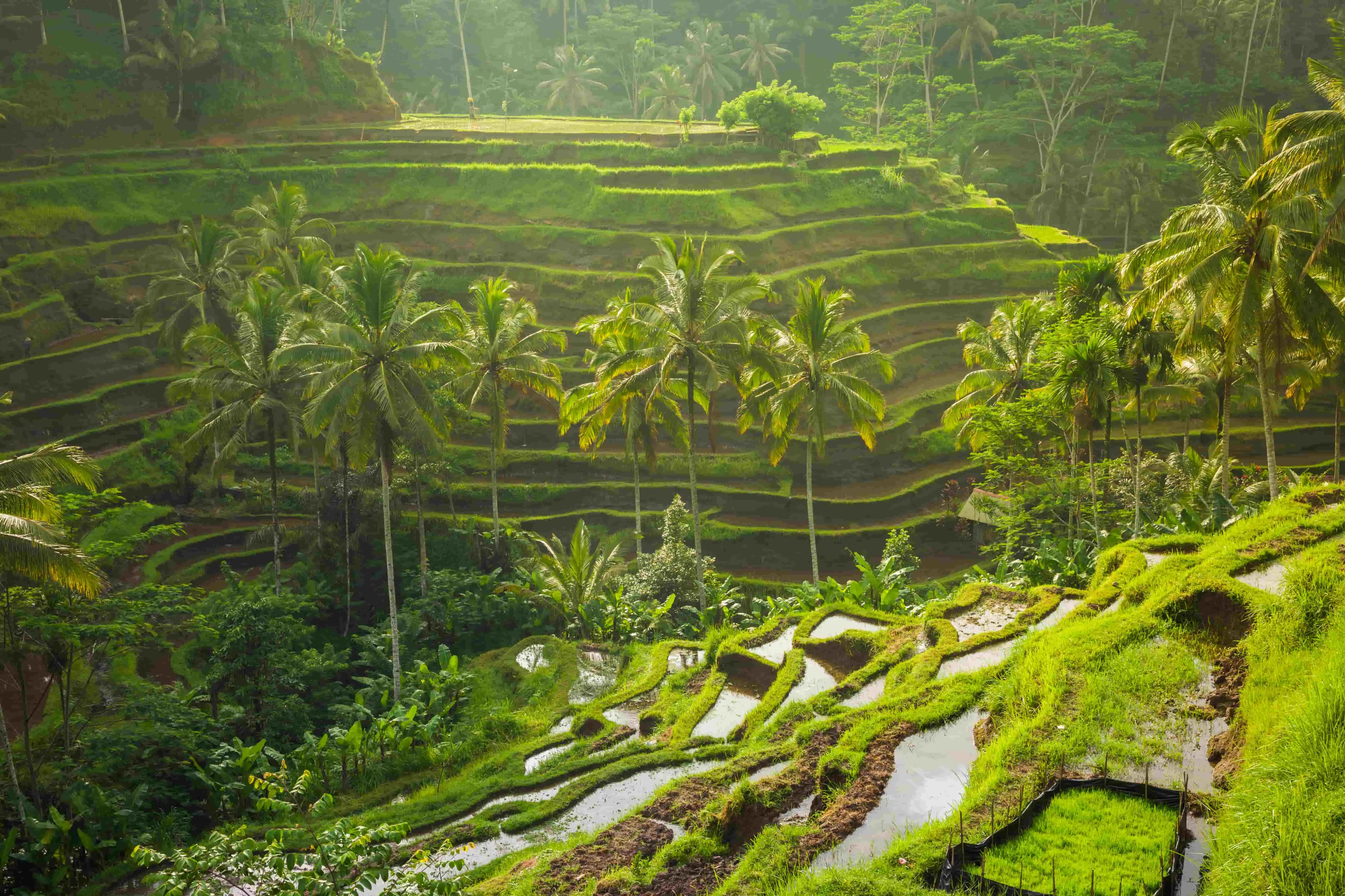 Rizières en terrasse d’Ubud lors d’une colonie à Bali.